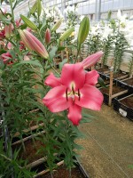 [4164 Resolute Mak No01.JPG]